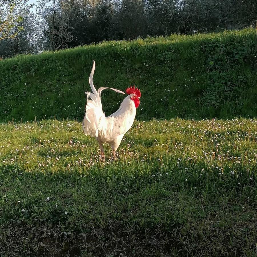 Agriturismo Campolungo Sant'Ermo Buitenkant foto
